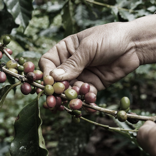 Specialty Coffee
